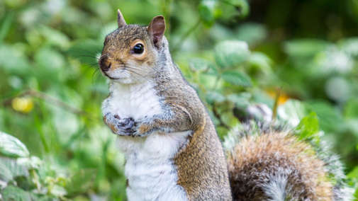A close up of a grey squirrel standing on its hind legs and looking off to the left, against a background of green foliage and leaves.